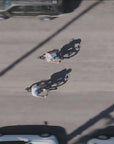 Wayfarer Electric Cruiser Bike